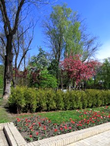 Shevchenko park Kiev15