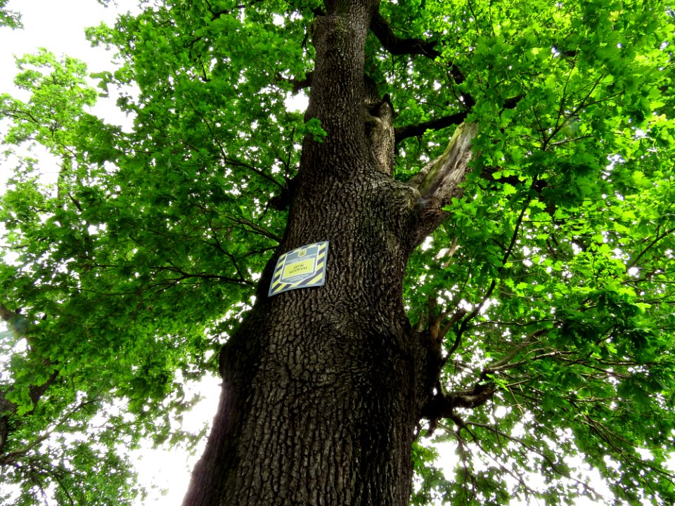 Shurun Quercus2
