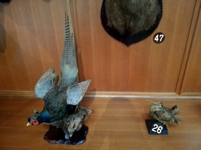 Shiga Safari Museum 20201115 24