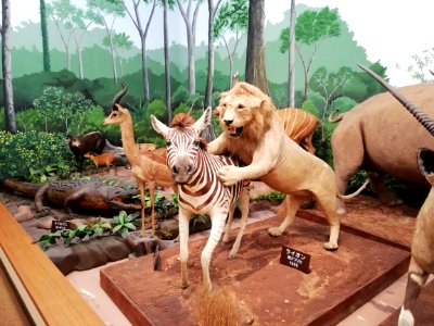 Shiga Safari Museum 20201115 52
