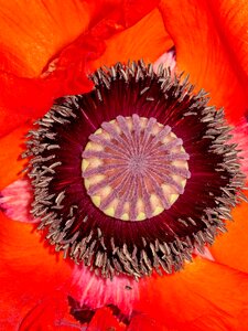 Field of poppies poppy flower mohngewaechs photo