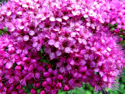 Spiraea japonica Alpina4