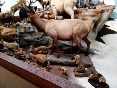 Shiga Safari Museum 20201115 15
