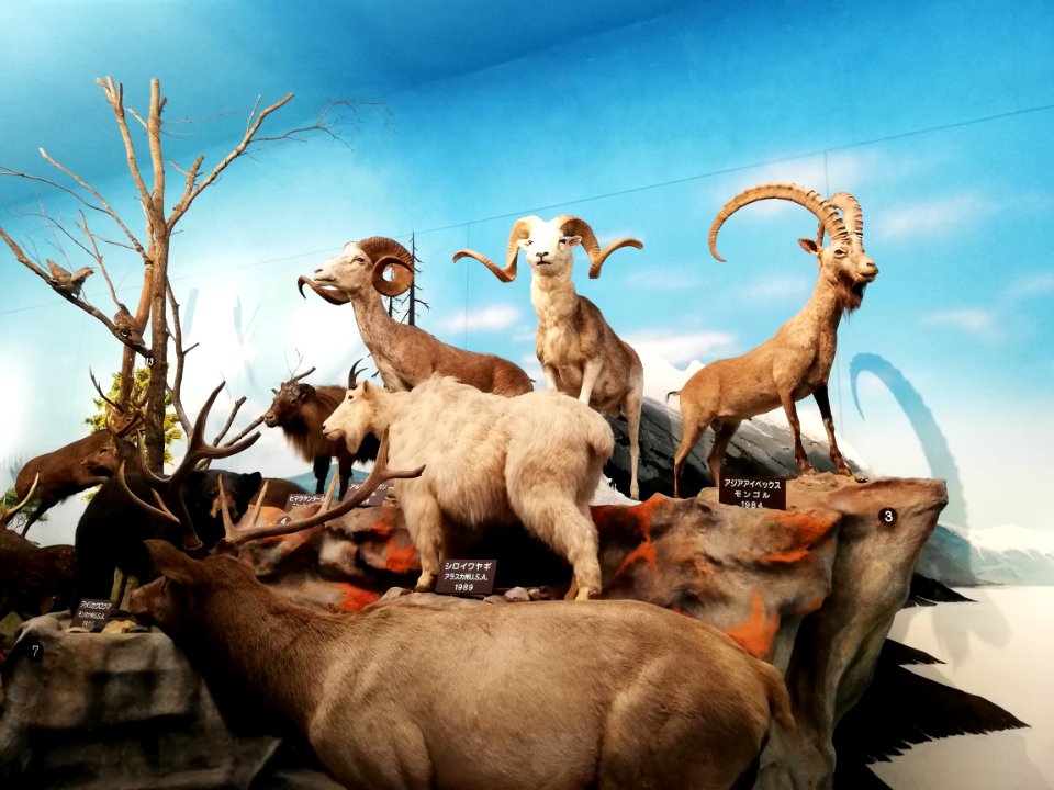 Shiga Safari Museum 20201115 17