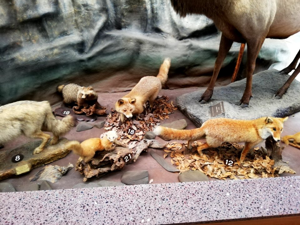 Shiga Safari Museum 20201115 14