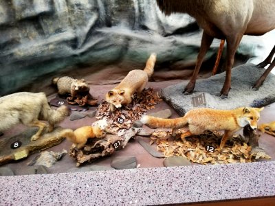 Shiga Safari Museum 20201115 14