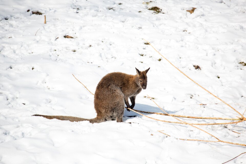Nature animal world mammal