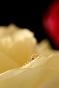 Nature blossom bloom