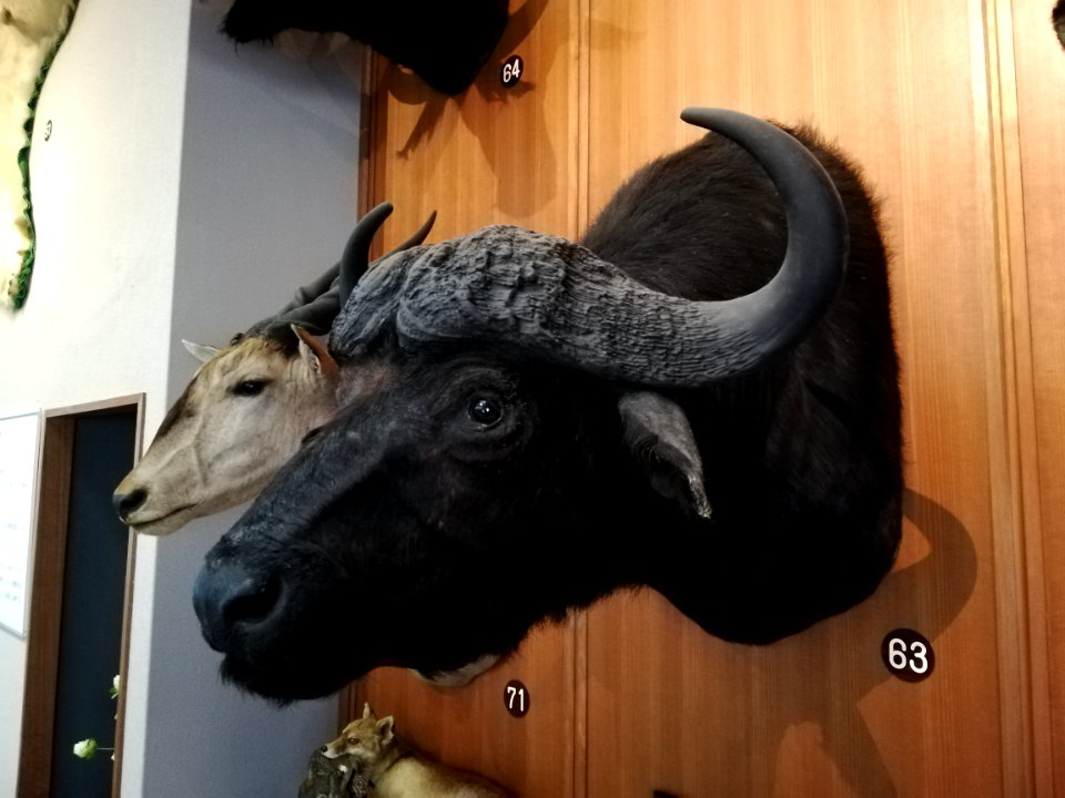 Shiga Safari Museum 20201115 38