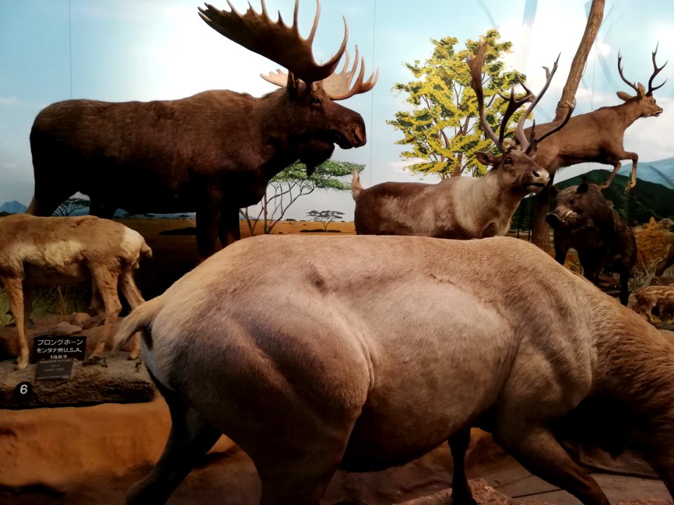 Shiga Safari Museum 20201115 07