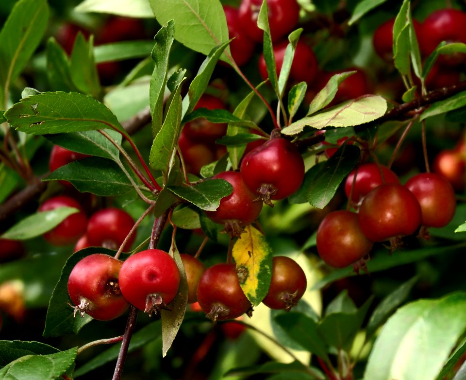 Shevchenko park Kiev Malus sp