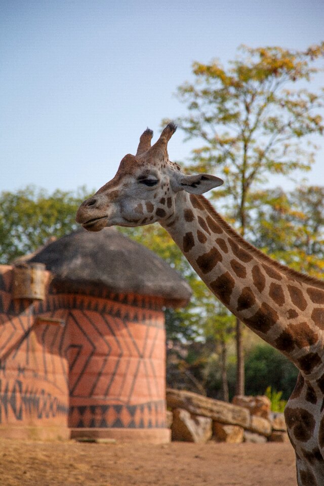 Animal africa long neck
