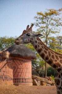 Animal africa long neck