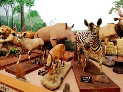 Shiga Safari Museum 20201115 49