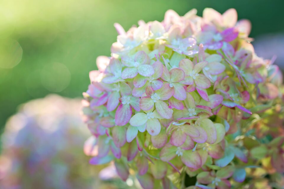Floral nature summer