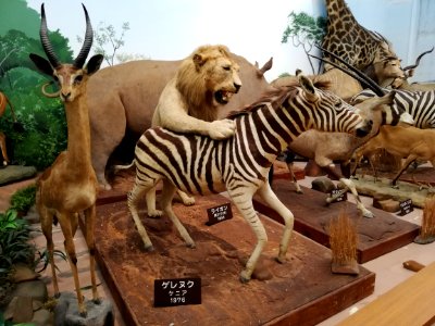 Shiga Safari Museum 20201115 53