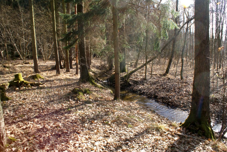 Skalský potok between Žebrák and Kunšovský ponds