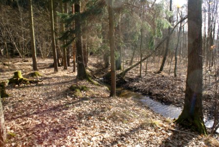 Skalský potok between Žebrák and Kunšovský ponds