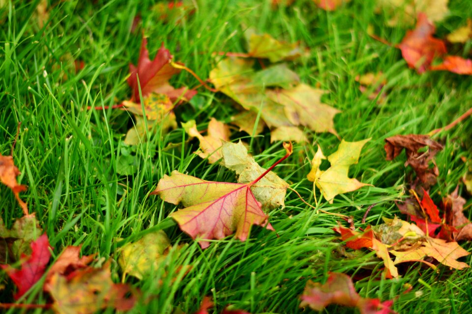 Fall foliage autumn fall color