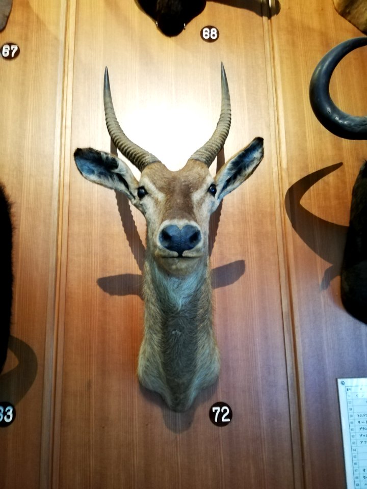 Shiga Safari Museum 20201115 39