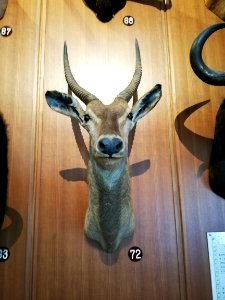 Shiga Safari Museum 20201115 39