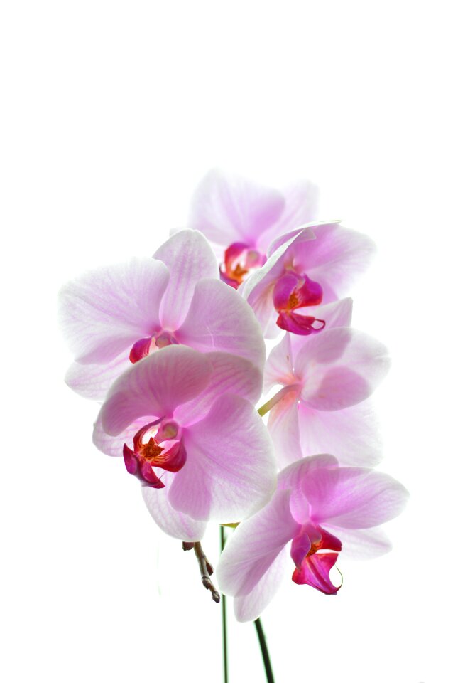 Nature plant tropic