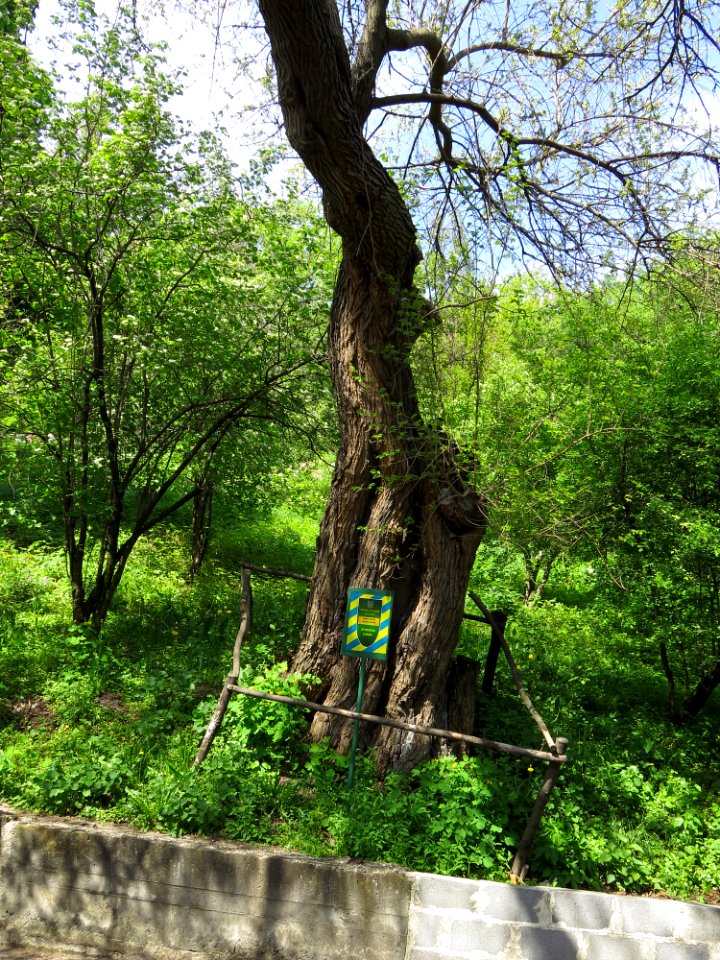 Shevchenko Morus Grishko bot. garden2