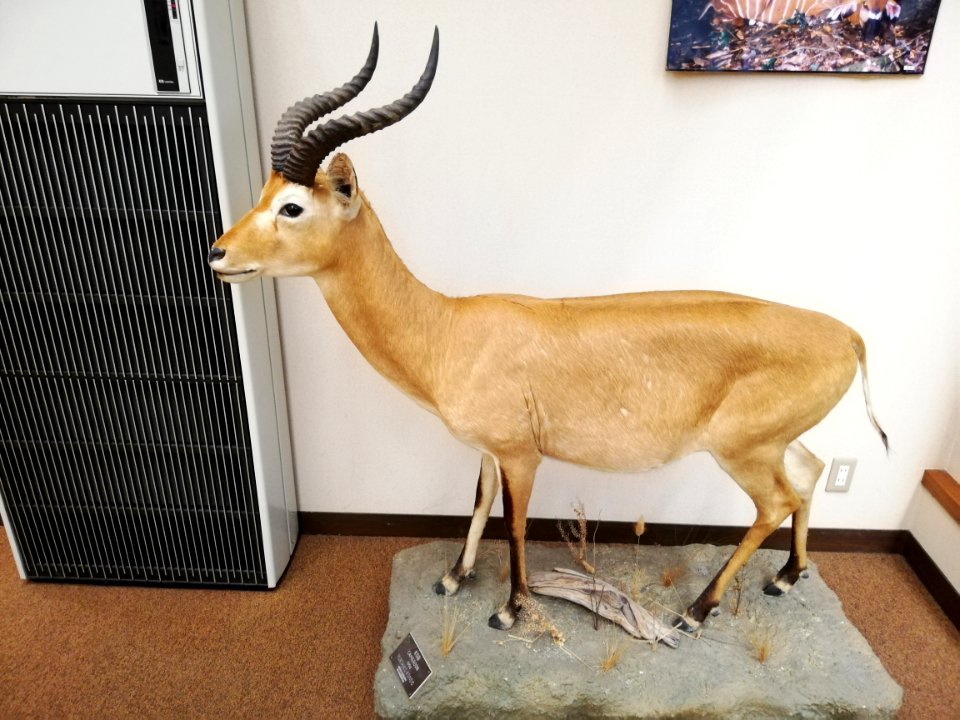 Shiga Safari Museum 20201115 57