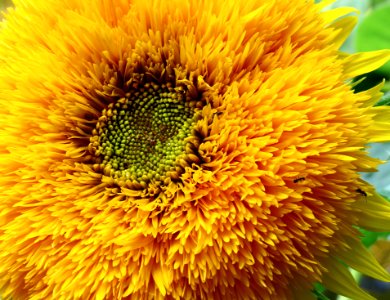 Shevchenko park Kyiv sunflower1