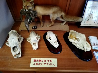 Shiga Safari Museum 20201115 36