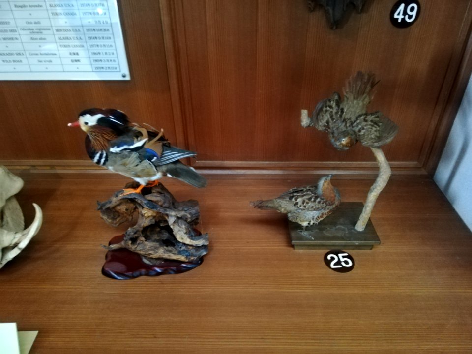 Shiga Safari Museum 20201115 26
