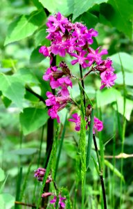 Silene viscaria Kiev