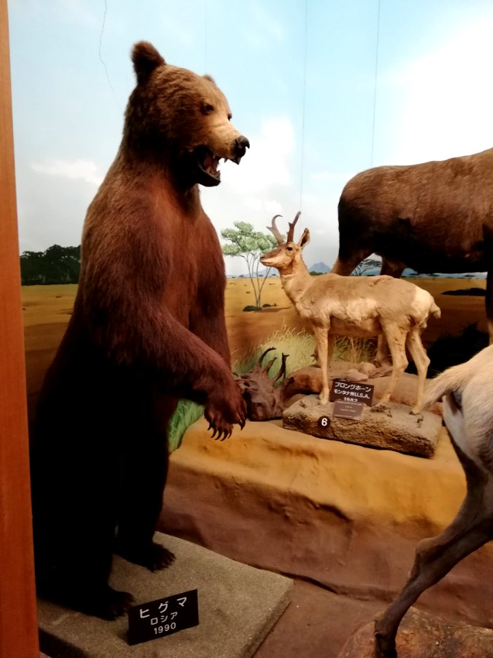 Shiga Safari Museum 20201115 06