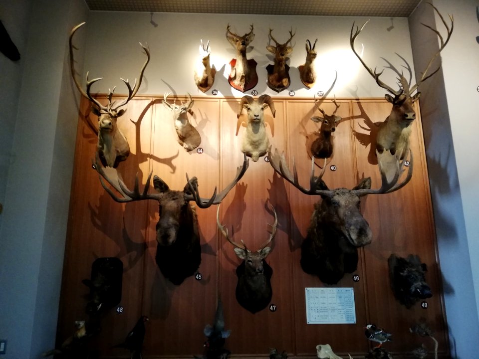 Shiga Safari Museum 20201115 28