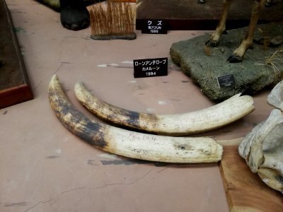 Shiga Safari Museum 20201115 48