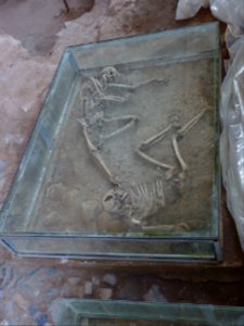 Skeletons in Shadiakh 01