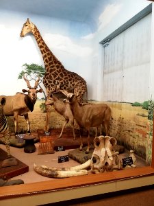 Shiga Safari Museum 20201115 47