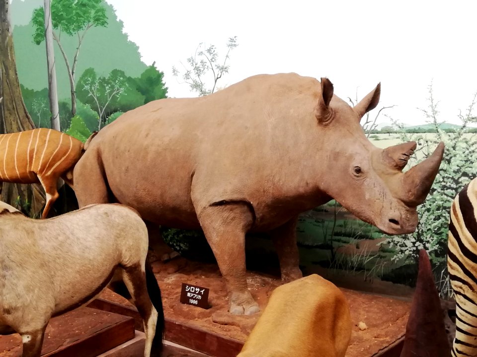 Shiga Safari Museum 20201115 50