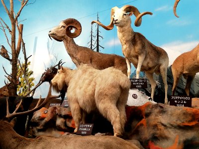 Shiga Safari Museum 20201115 18