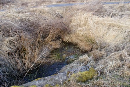 Skalský potok Spring area 2