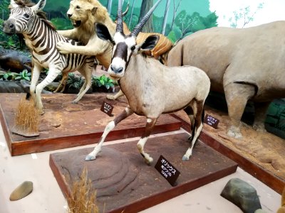 Shiga Safari Museum 20201115 51