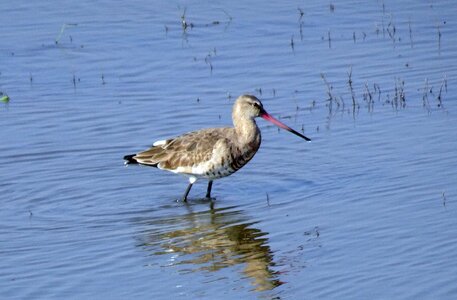 Long-billed shorebird bird