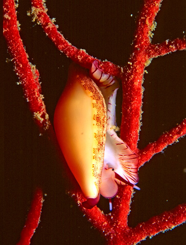 Simnia spelta (Linnaeus, 1758) 1