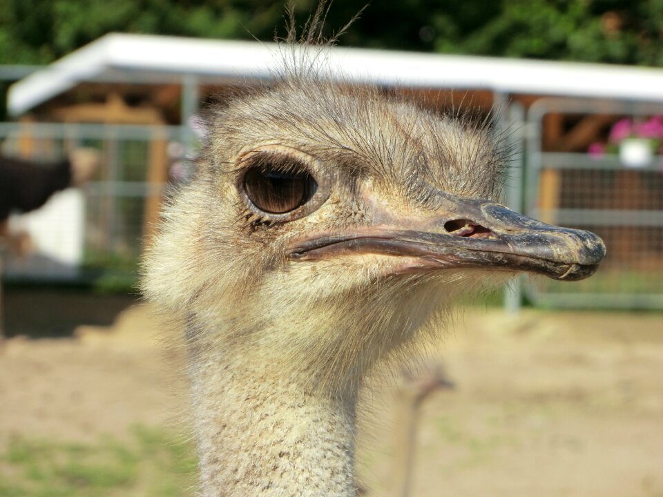 Bouquet head flightless bird