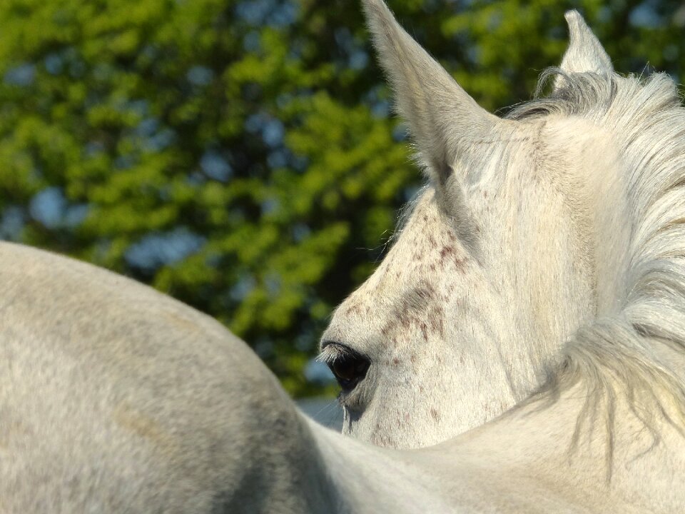 White horseback riding equine