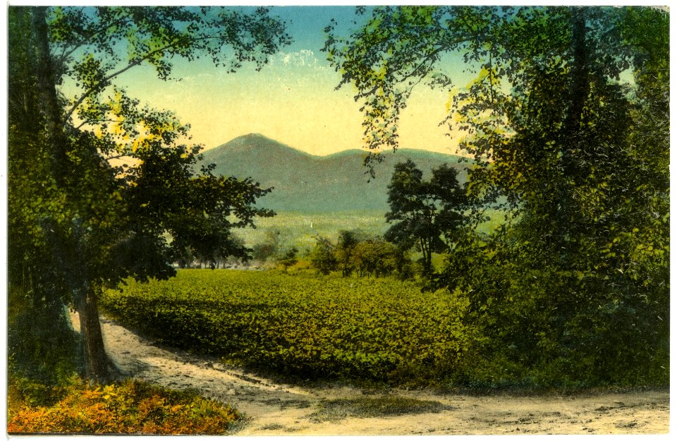 19978-Lobositz-1915-Blick auf den Lobosch und Kibitschken-Brück & Sohn Kunstverlag