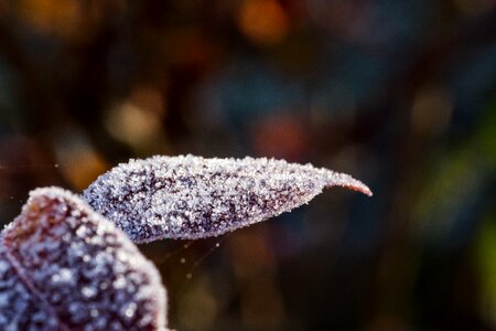 Frost autumn close up photo