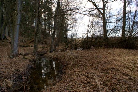 Skalský potok belov Zástavný pond