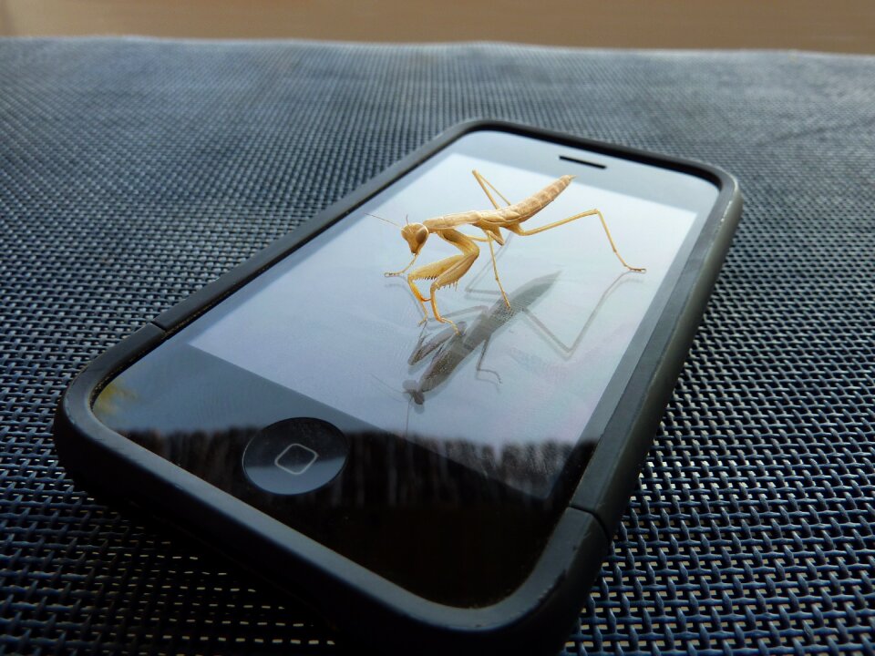 Animal wallpaper yk