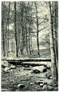 20257-Gauernitz-1916-Saubachtal-Brück & Sohn Kunstverlag
